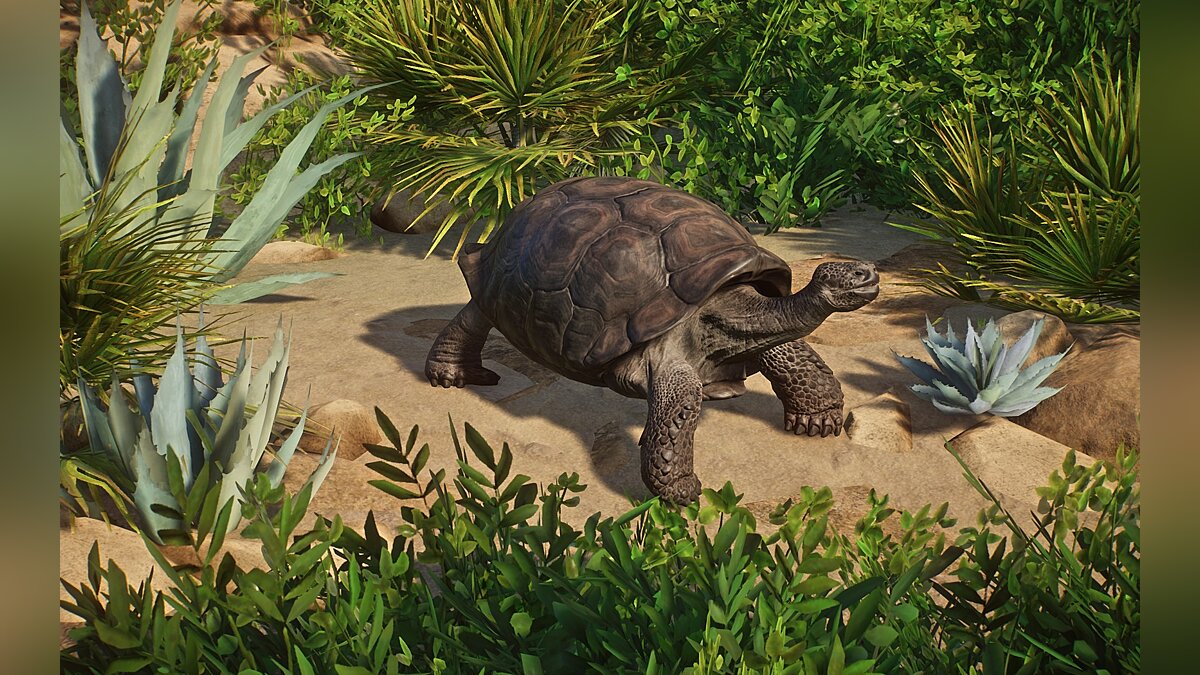 Planet Zoo — New species - Galapagos giant tortoise