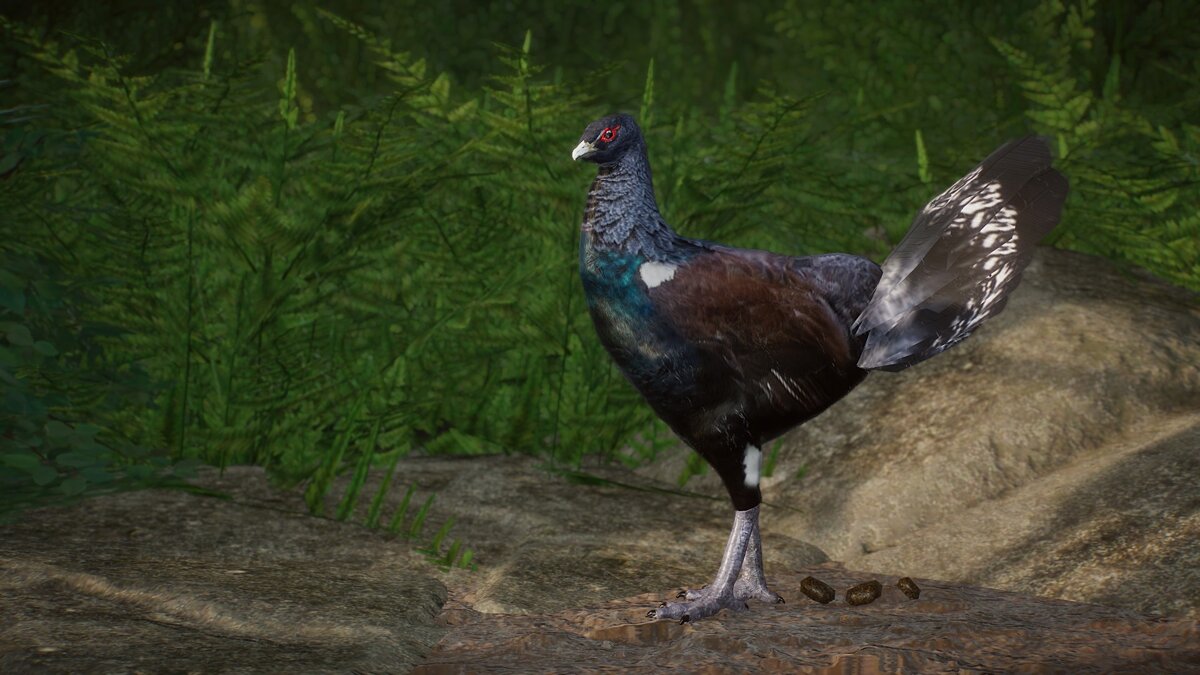 Planet Zoo — Eurasian capercaillie - a new species