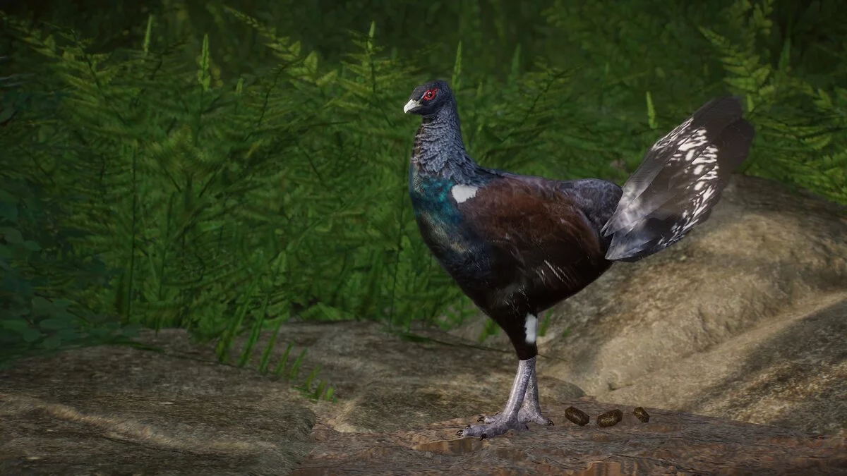 Planet Zoo — Eurasian capercaillie - a new species