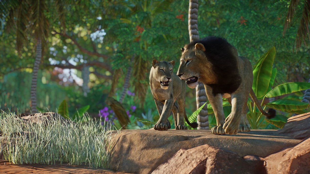 Planet Zoo — Northern lion - new species