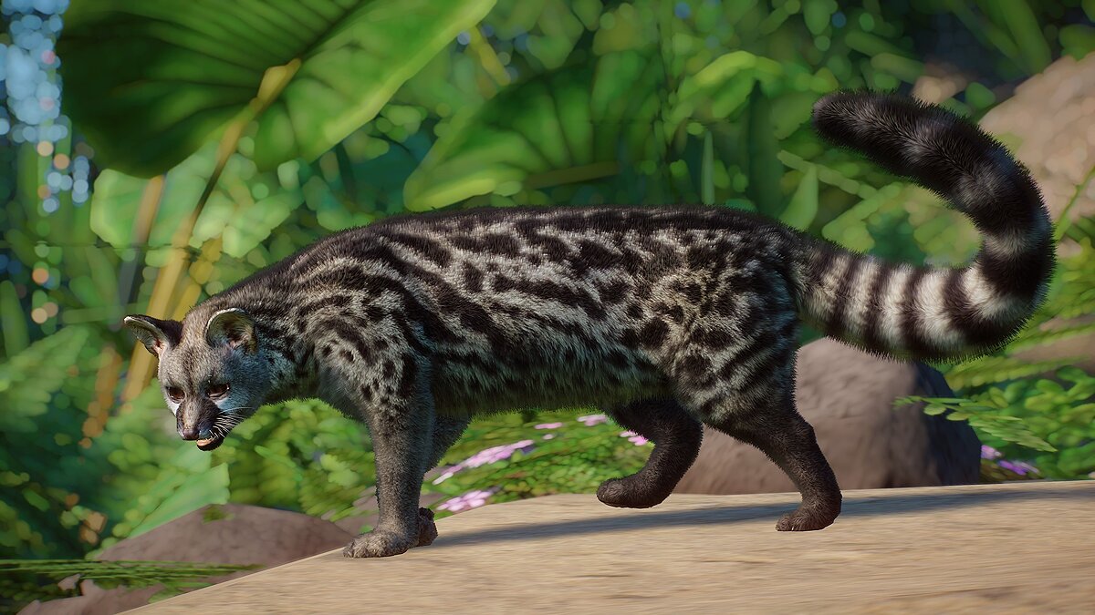 Planet Zoo — Common genet - new species