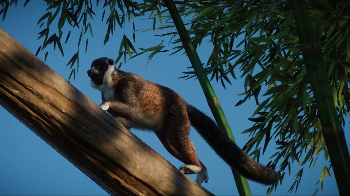 Planet Zoo — New species - mongoose lemurs