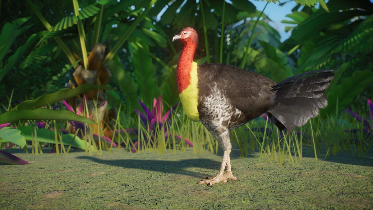 Planet Zoo — Australian bush turkey - new species