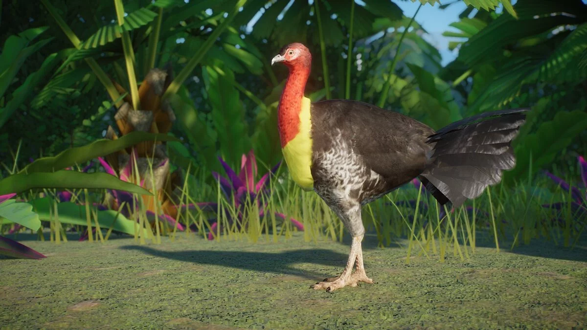 Planet Zoo — Australian bush turkey - new species