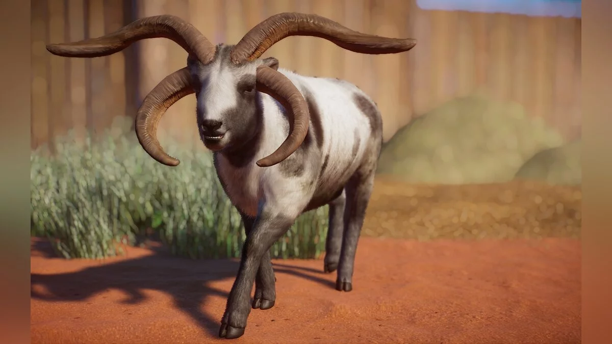 Planet Zoo — New species - Jacob's sheep