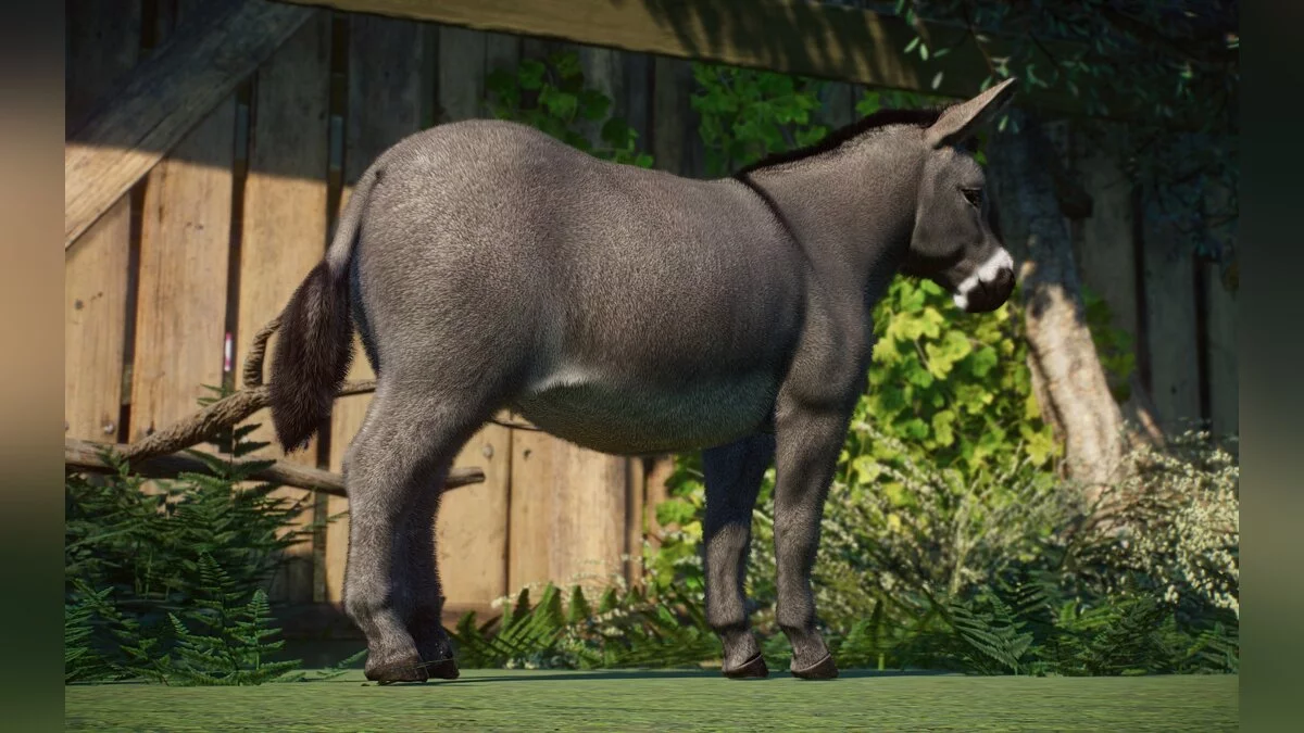 Planet Zoo — New species - miniature donkey