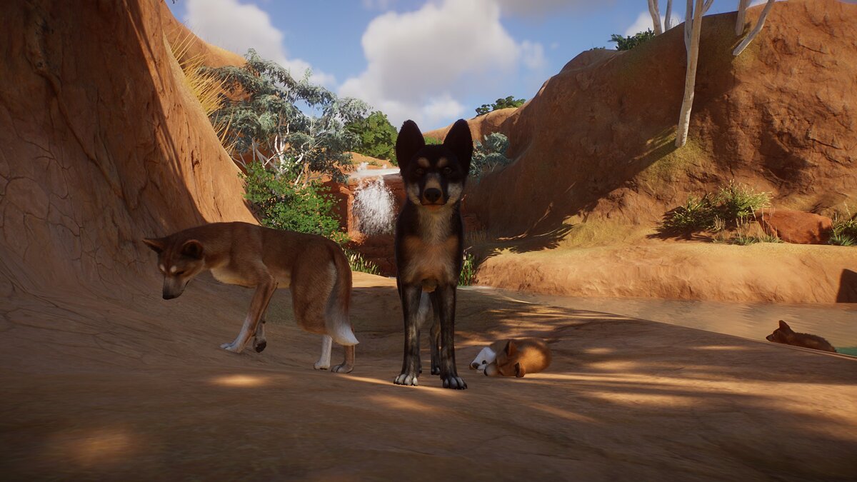 Planet Zoo — Improved Dingoes