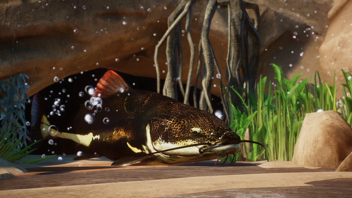 Planet Zoo — New species – red-tailed catfish