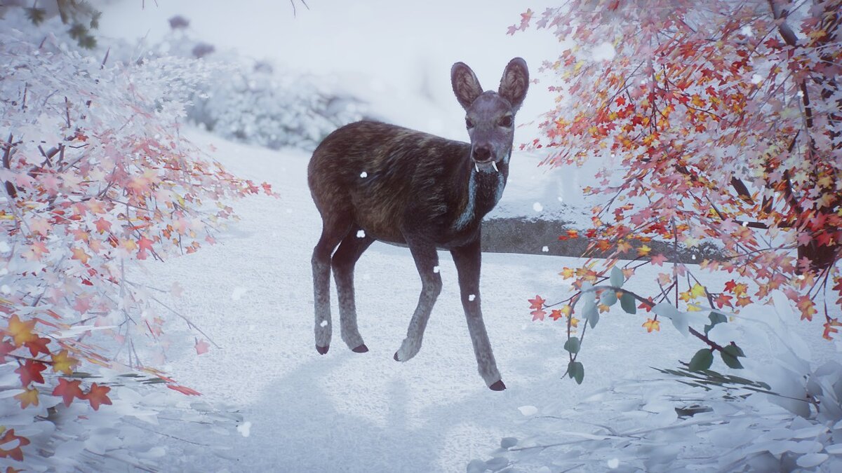 Planet Zoo — Siberian musk deer - a new species