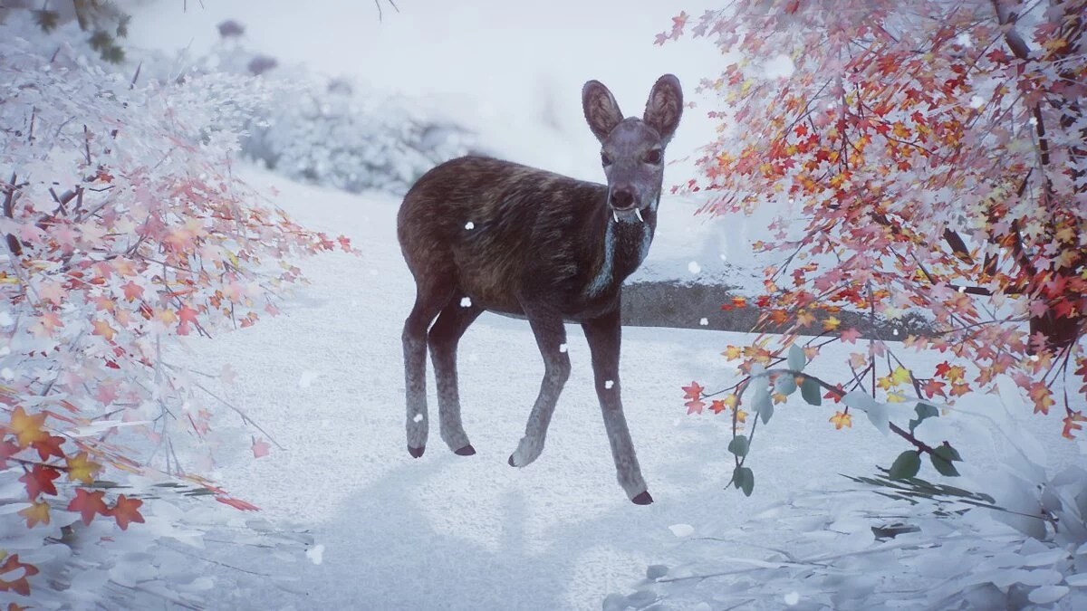 Planet Zoo — Siberian musk deer - a new species