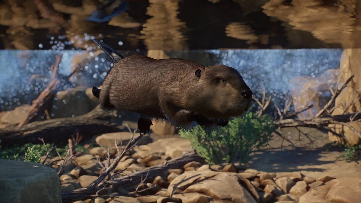 Planet Zoo — Гігантський бобр – новий вид