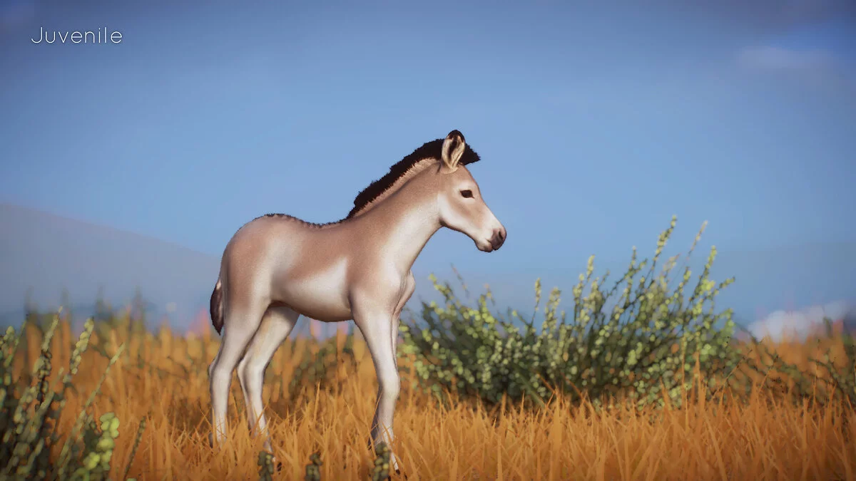 Planet Zoo — Новые виды - персидский онагр