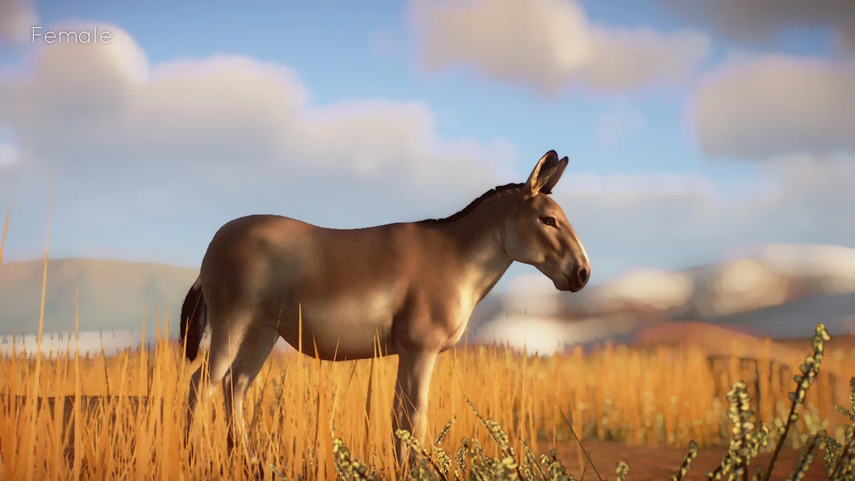 Planet Zoo — New species - Persian onager