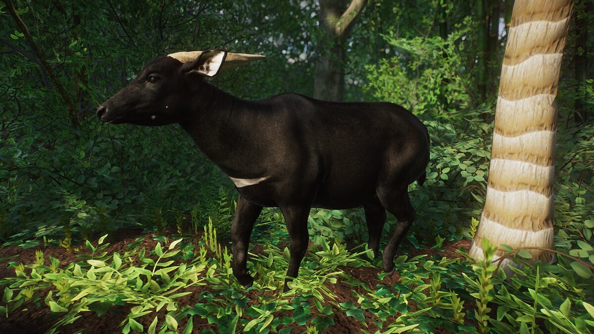 Planet Zoo — Lowland Anoa - new species