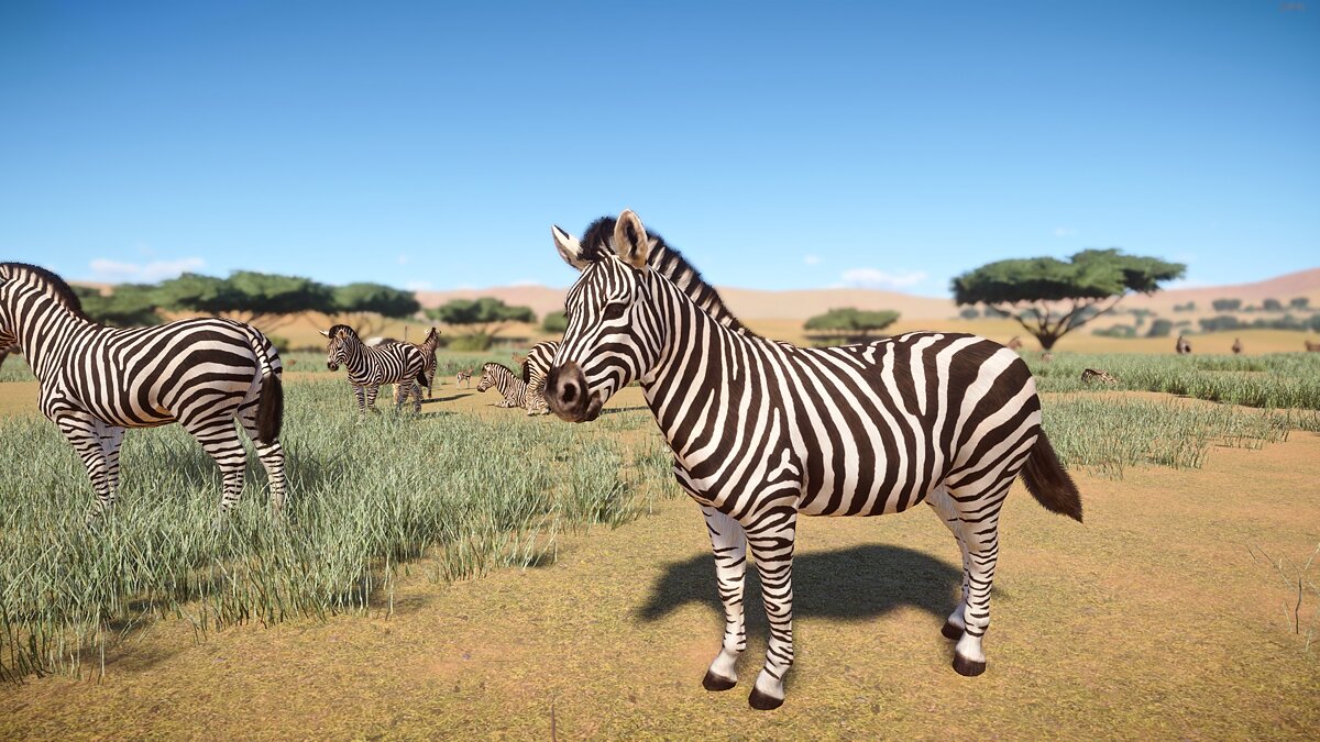 Planet Zoo — Realistic zebra