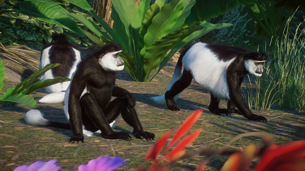 Planet Zoo — Східний чорно-білий колобус – нові види