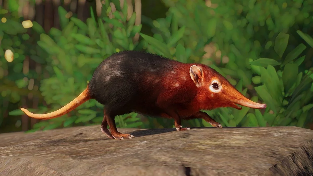 Planet Zoo — Black and rufous elephant shrew - new species