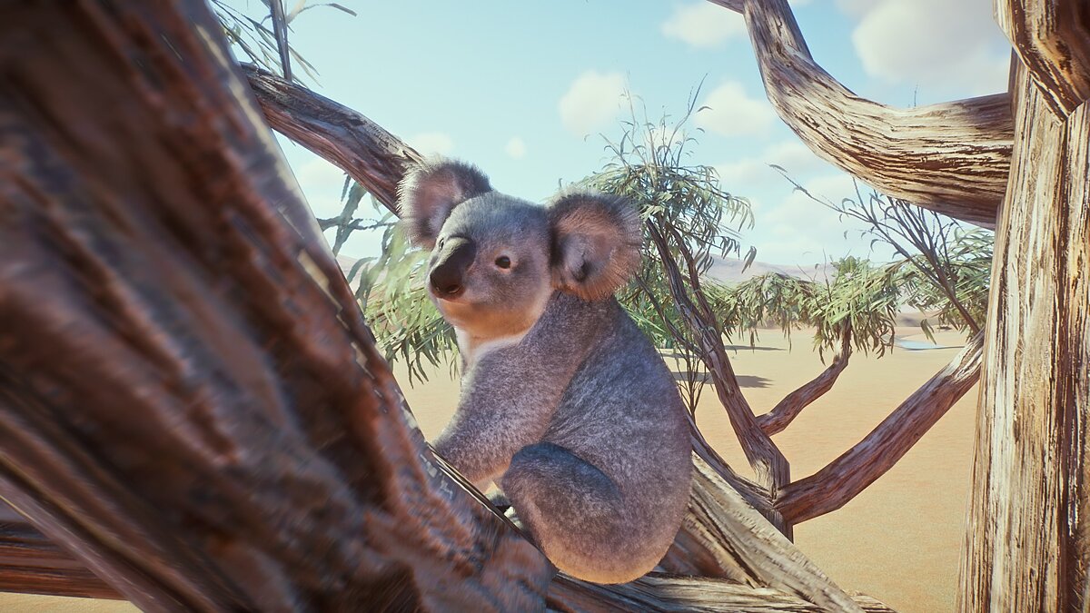 Planet Zoo — Queensland Koala - Remastered