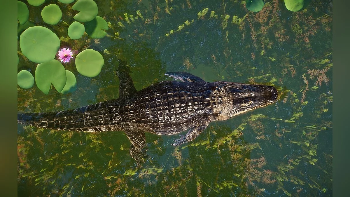 Planet Zoo — New species - black caiman