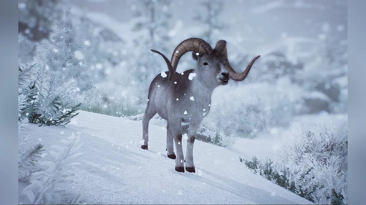 Planet Zoo — New species - Marco Polo sheep