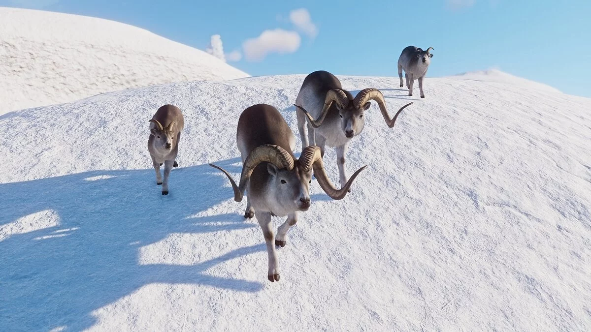 Planet Zoo — Новые виды - овцы Марко Поло