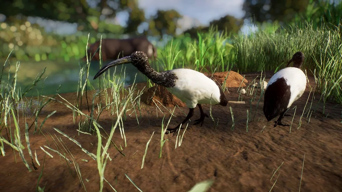 Planet Zoo — Африканський священний ібіс – нові види