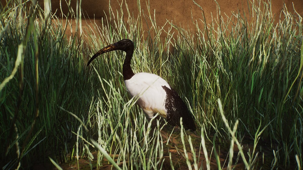 Planet Zoo — African sacred ibis - new species