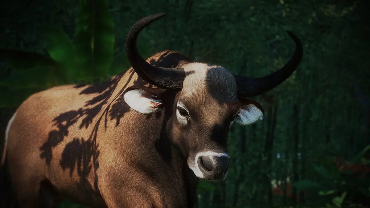 Planet Zoo — New species - Indochinese banteng