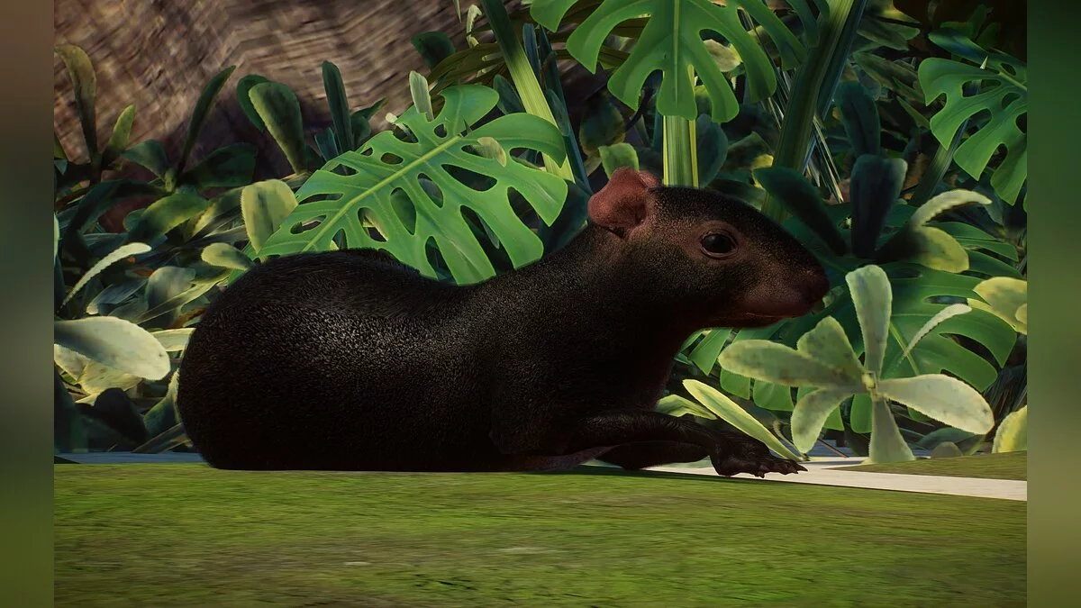 Planet Zoo — New species - black agouti