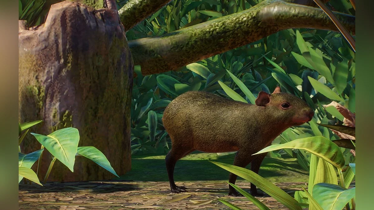 Planet Zoo — Nueva especie - Agouti Azari