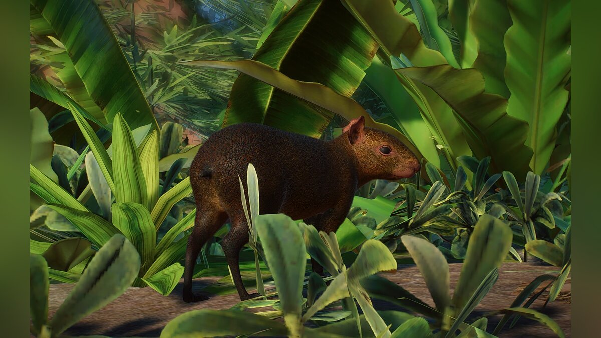 Planet Zoo — New species - Central American agouti