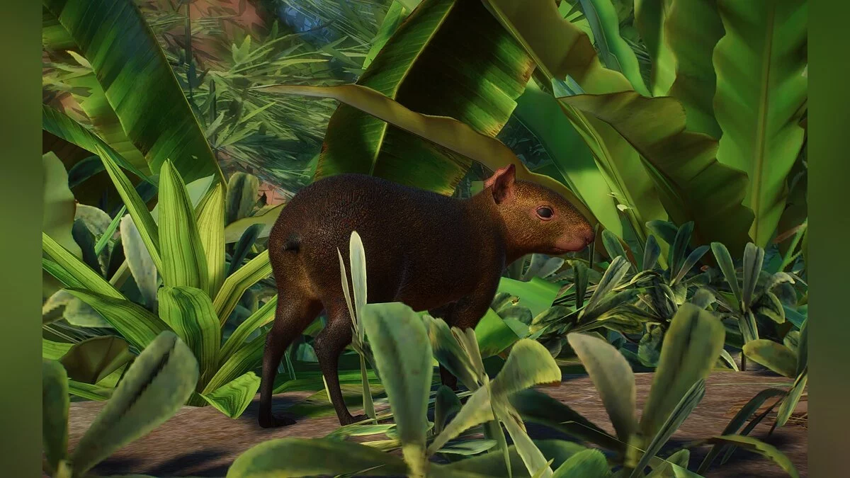 Planet Zoo — Nueva especie: agutí centroamericano