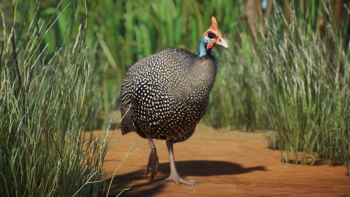 Planet Zoo — Guinea fowl in helmets - new species