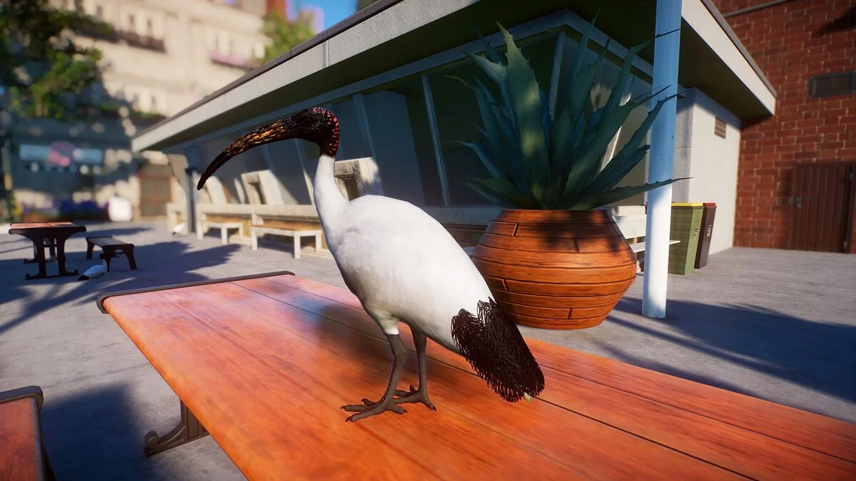 Planet Zoo — Australian white ibis - new species