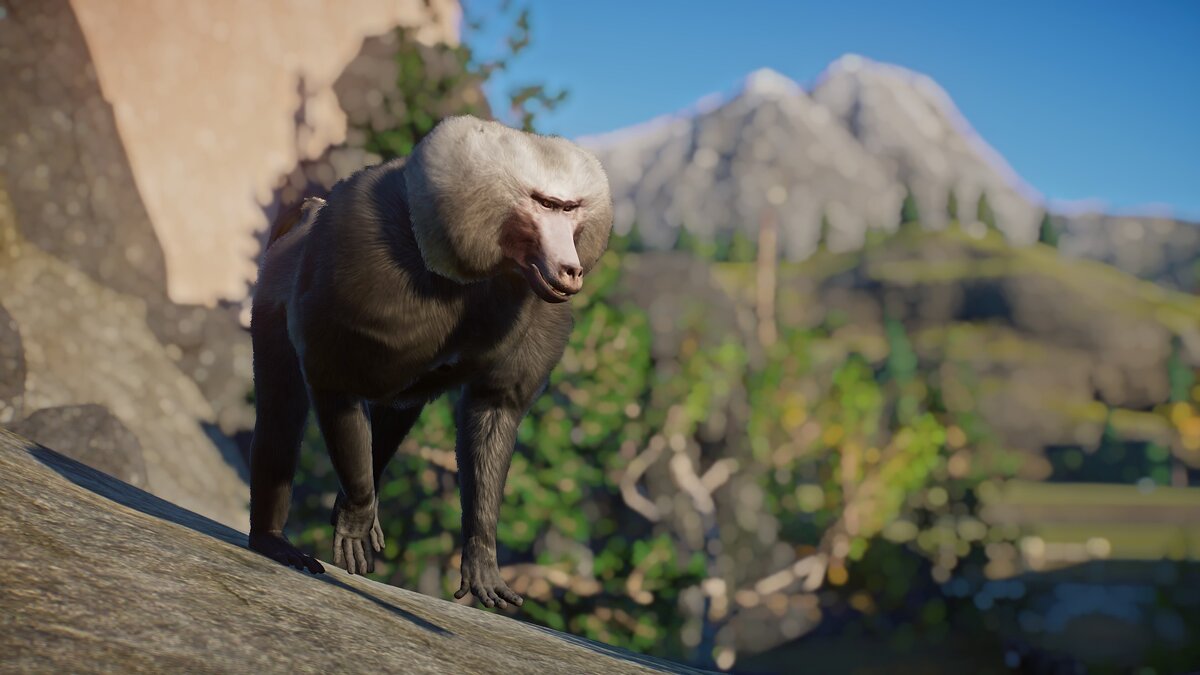 Planet Zoo — New species - Hamadryas baboon