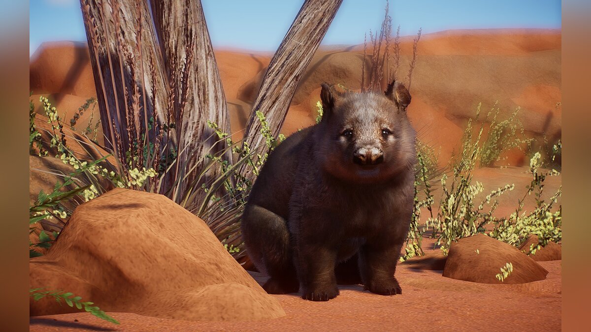 Planet Zoo — New species - southern woolly wombat