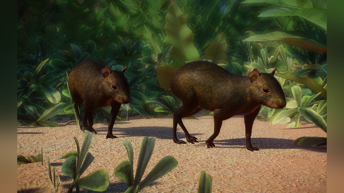 Planet Zoo — New species - koiban agouti