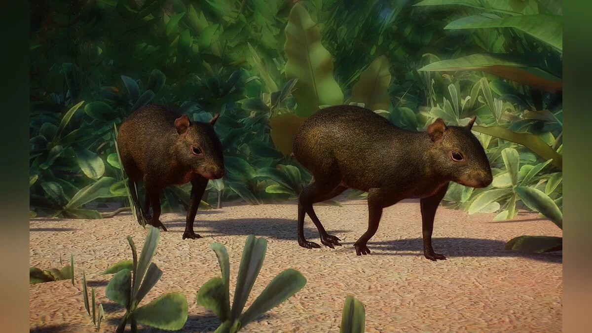 Planet Zoo — Nueva especie - koiban agouti