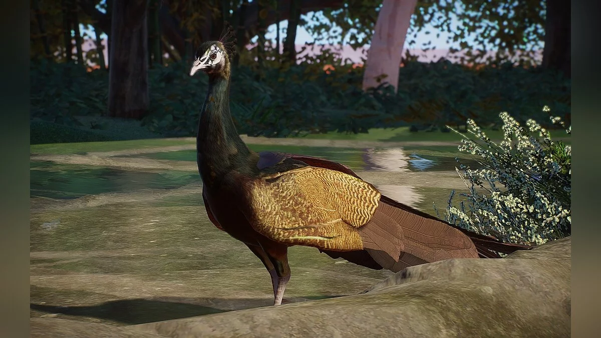 Planet Zoo — Нові види - індійський павич