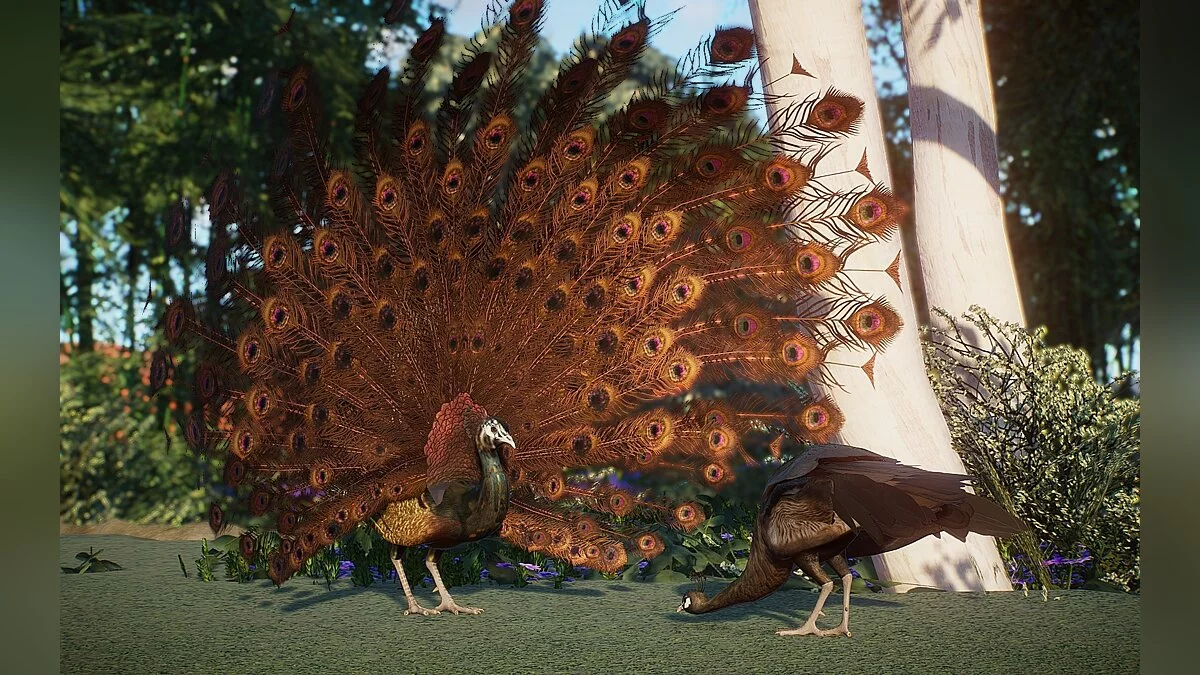 Planet Zoo — New species - Indian peacock