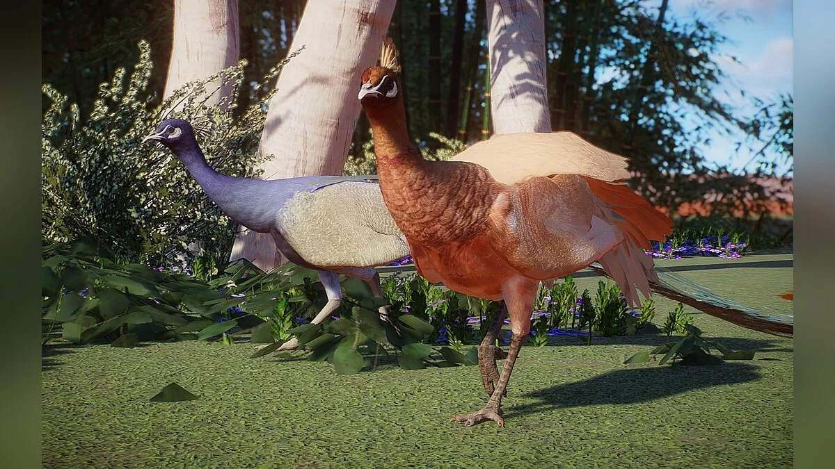 Planet Zoo — New species - Indian peacock