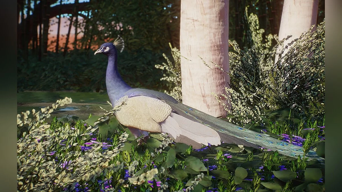 Planet Zoo — Новые виды - индийский павлин