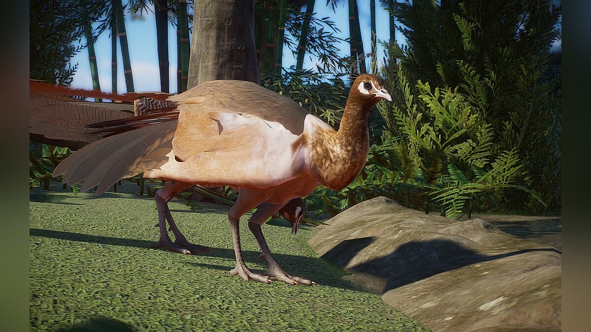 Planet Zoo — New species - Indian peafowl (cameo and taupe)