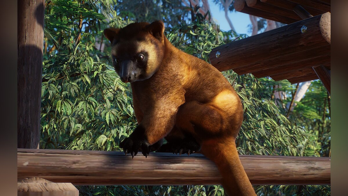 Planet Zoo — New species - Lumholtz's tree kangaroo