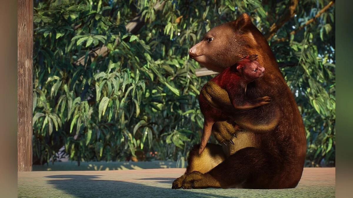 Planet Zoo — Новые виды - древесный кенгуру Гудфеллоу