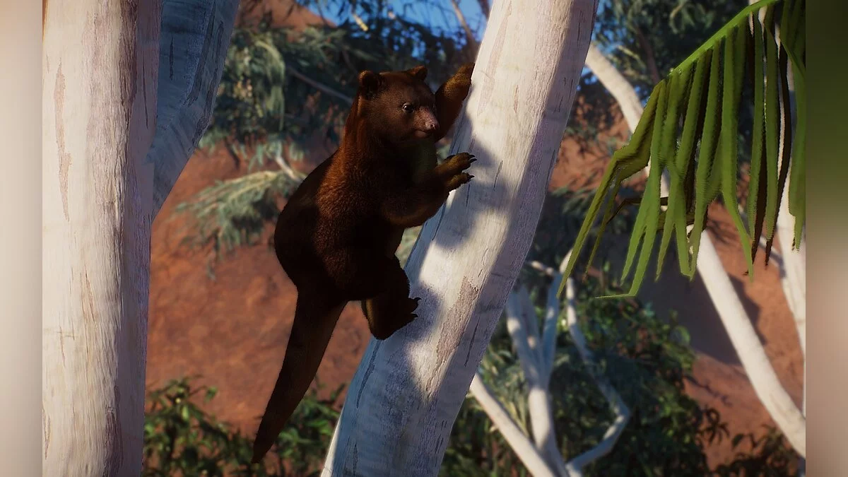 Planet Zoo — Nueva especie: canguro arbóreo de Goodfellow