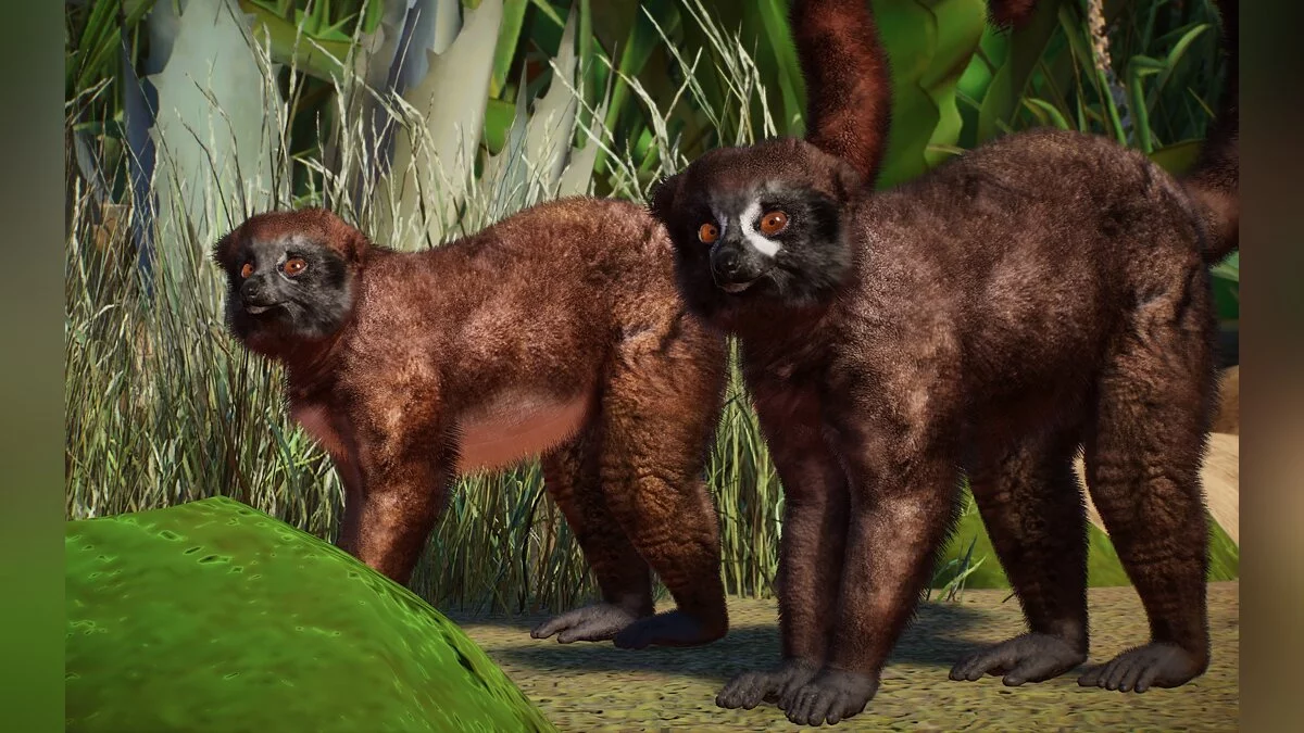 Planet Zoo — New species - red-bellied lemur