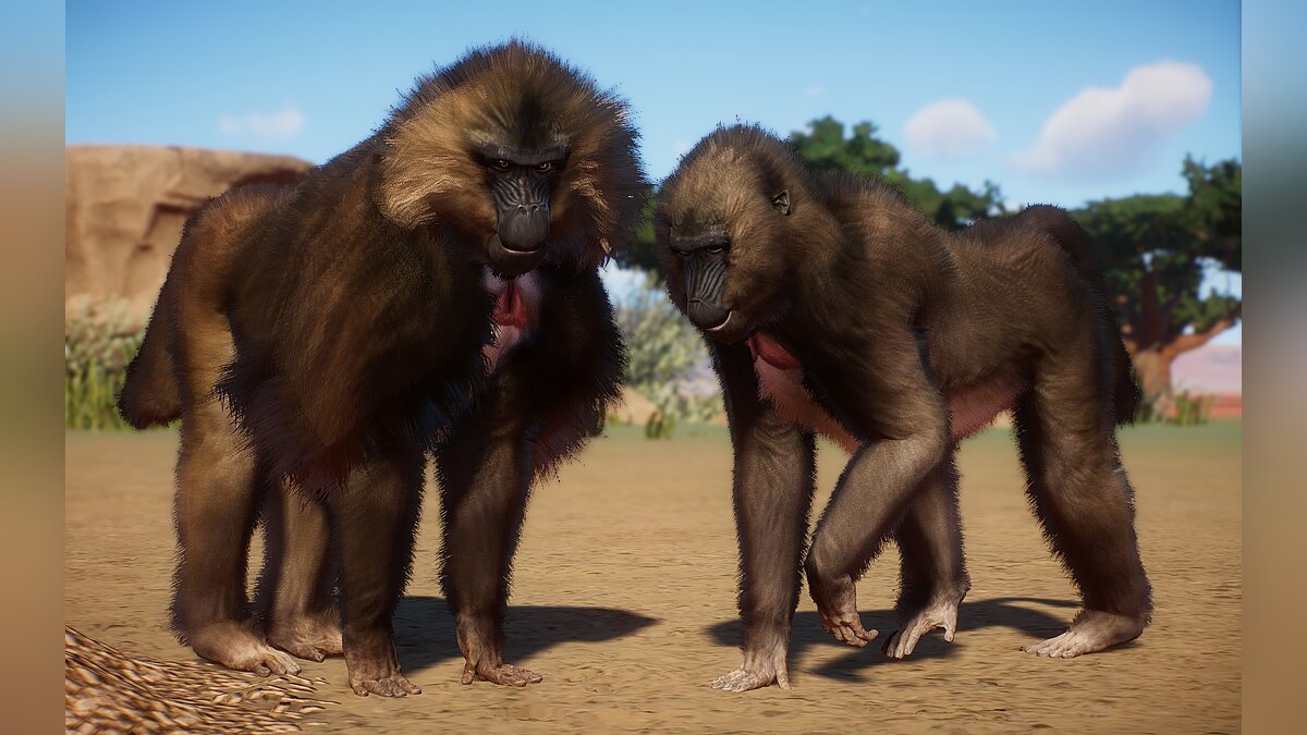 Planet Zoo — New species - gelada