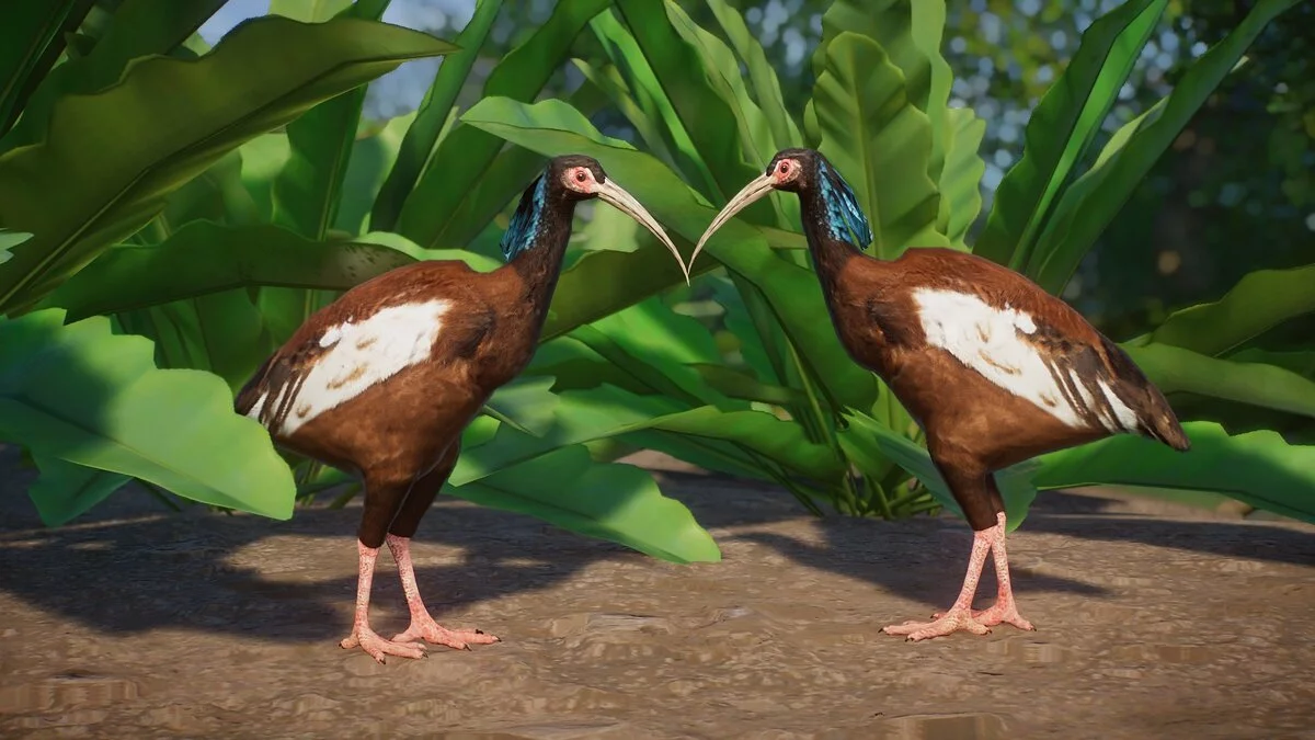 Planet Zoo — Ibis de Madagascar: una nueva especie