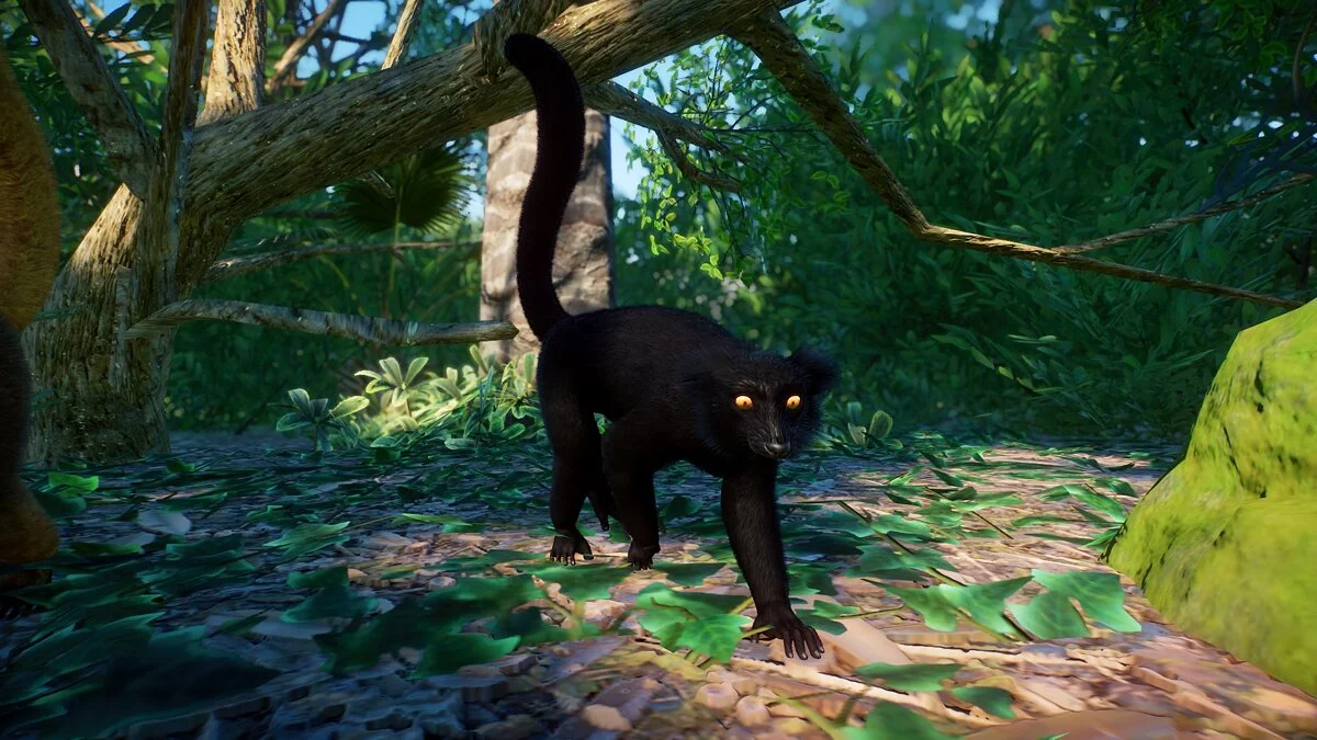Planet Zoo — Черный лемур - новый вид